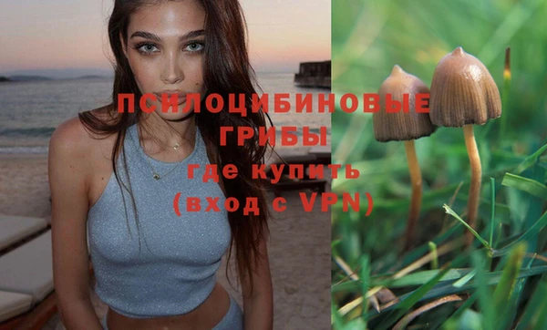 стаф Алзамай